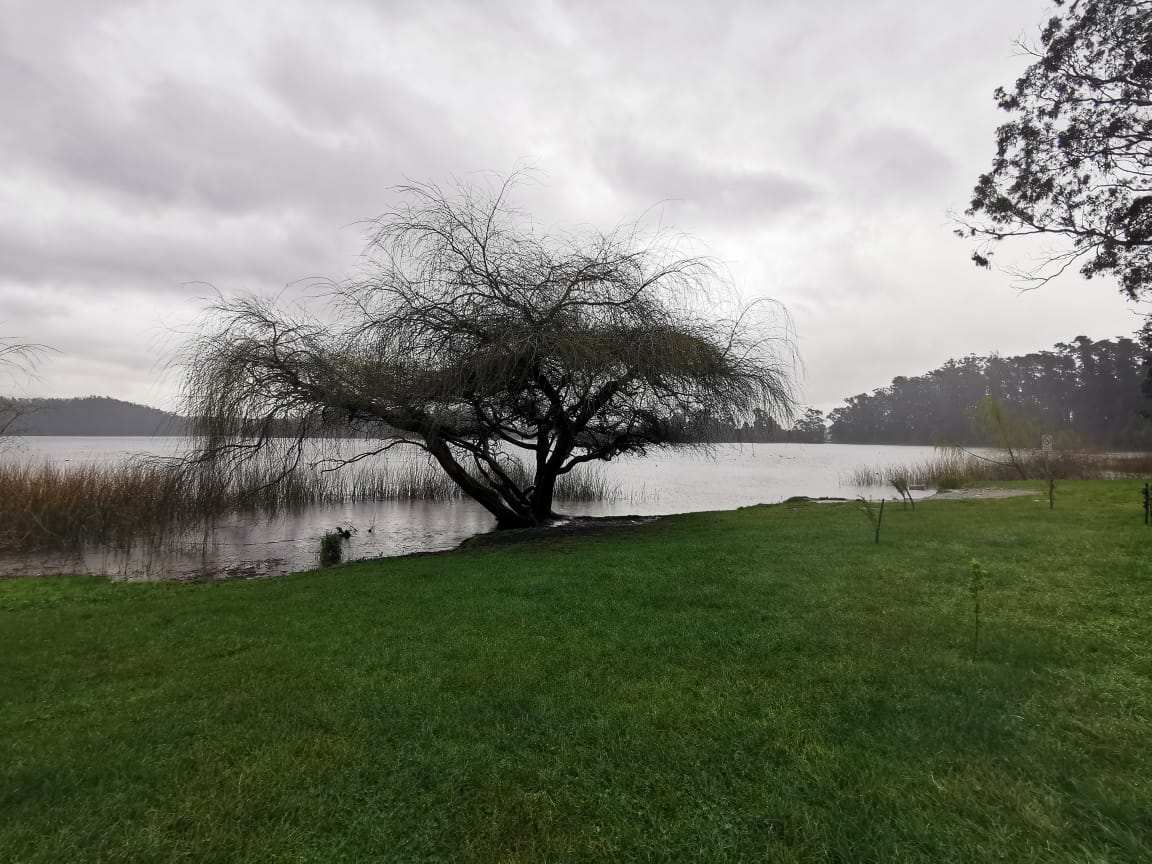 Medio Ambiente por humedal Los Batros: Pueden convivir un mall, una ruta y el Santuario de la Naturaleza