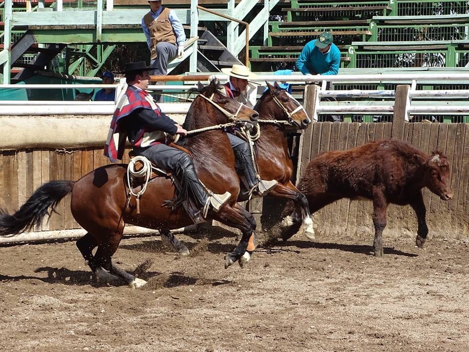 Critican propuesta de diputado del Biobío: Busca defender rodeo y a galgueros como tradiciones chilenas
