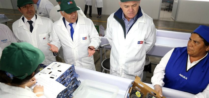 Solicitan a Estados Unidos el ingreso de arándanos sin fumigación de la Región del  Biobío
