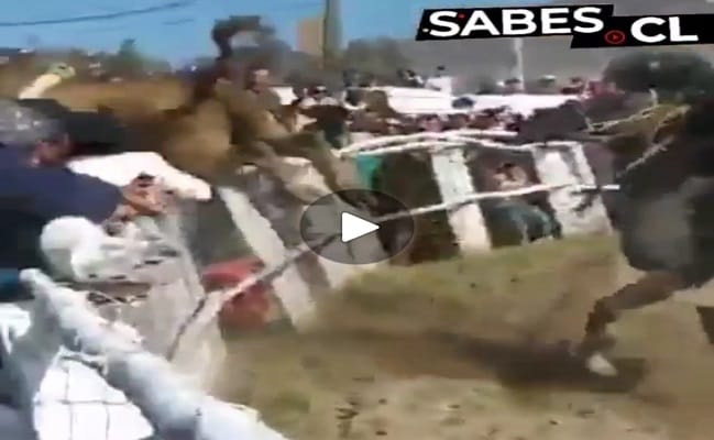 Un toro saltó la medialuna y embistió contra el público: Hay 10 heridos