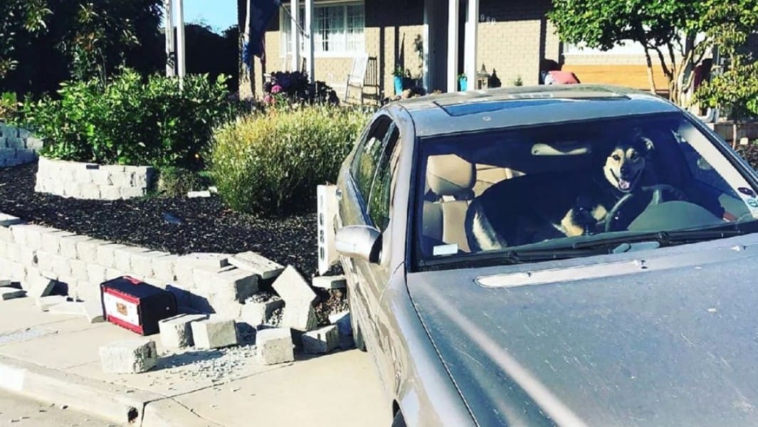 Perro al volante chocó el muro de una vivienda: Animal resultó ileso