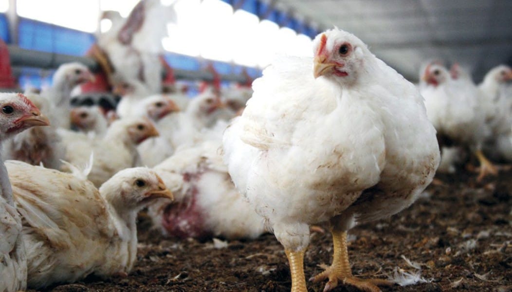 Perú prohíbe el ingreso de productos avícolas de Chile por influenza aviar