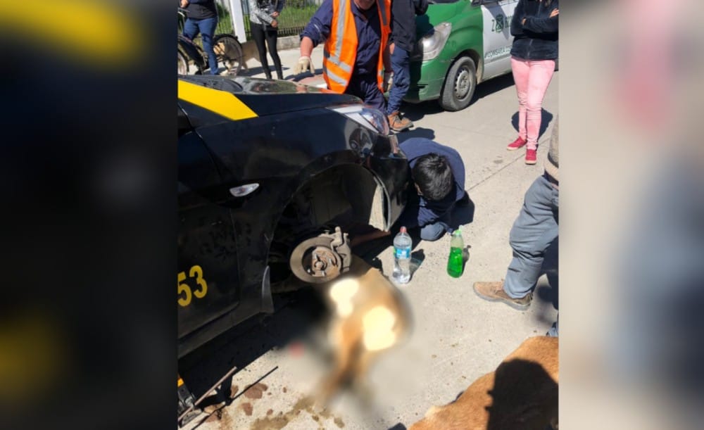 Realizan amplio operativo para rescatar a perrito que quedó debajo de un taxi en Santa Juana