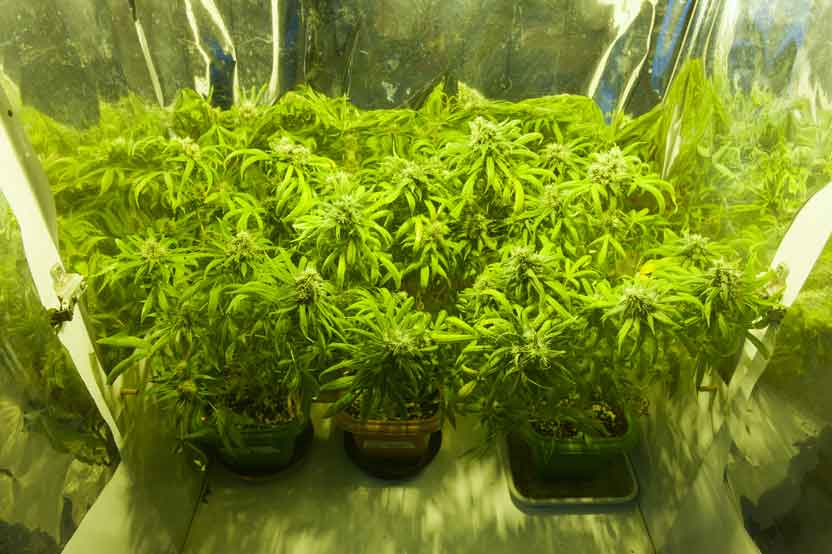 Indoor en la cocina: arrestan a hombre con 10 plantas de marihuana en Concepción