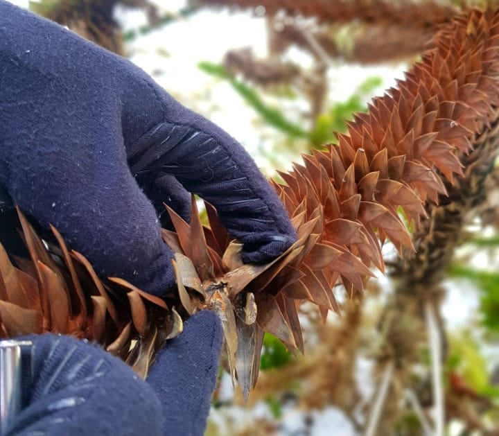 Descubren hongo que está matando las araucarias