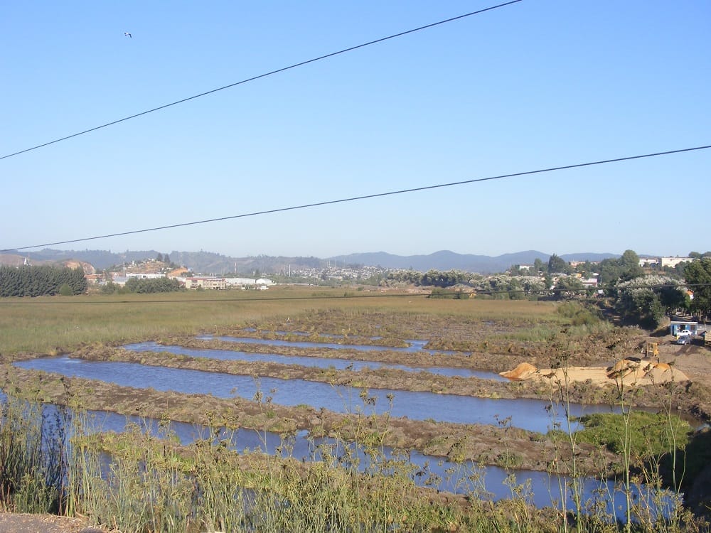 Vivienda congeló permisos para construir en torno al humedal Paicaví de Concepción