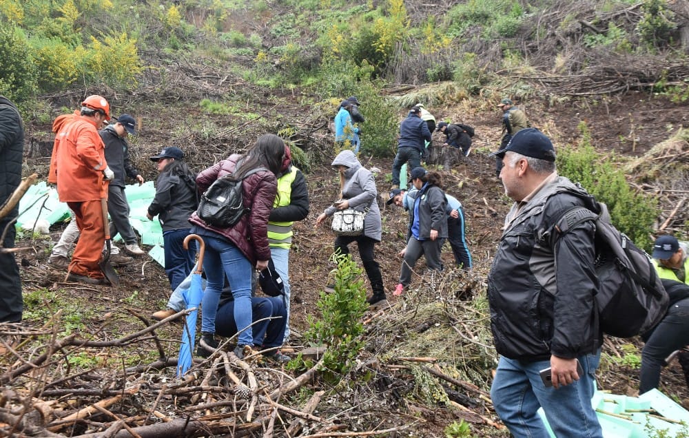 Con dos mil especies nativas comienza reforestación ciudadana del Cerro Manquimávida