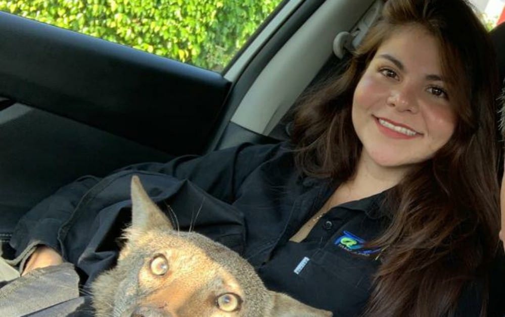 Pensó que rescataba a un perro accidentado y se trataba de un coyote