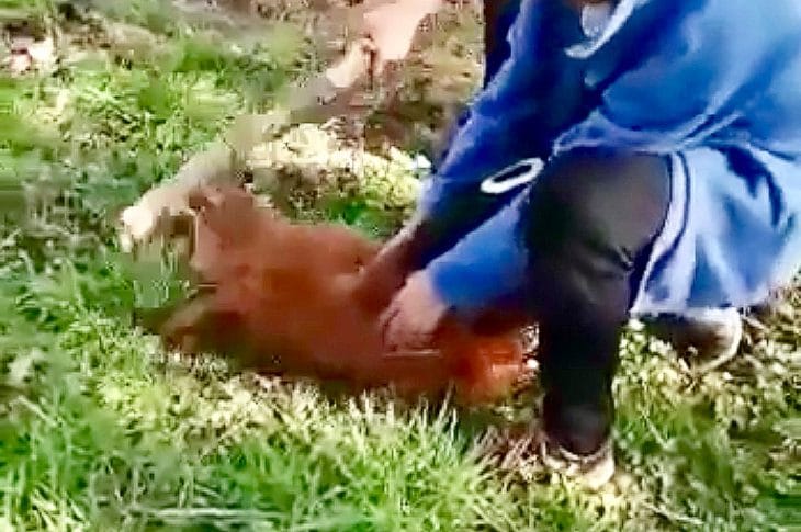 Suspenden y dejan condicionales a niños que grabaron mortal golpiza a un chivo en Biobío