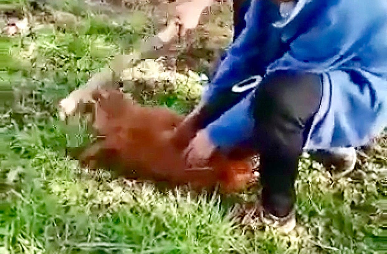 Indagan brutal maltrato a pequeño chivo en liceo del Biobío 