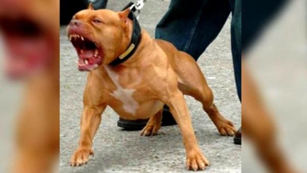 Hombre golpea a un pitbull con un bate para salvar a una niña de 4 años