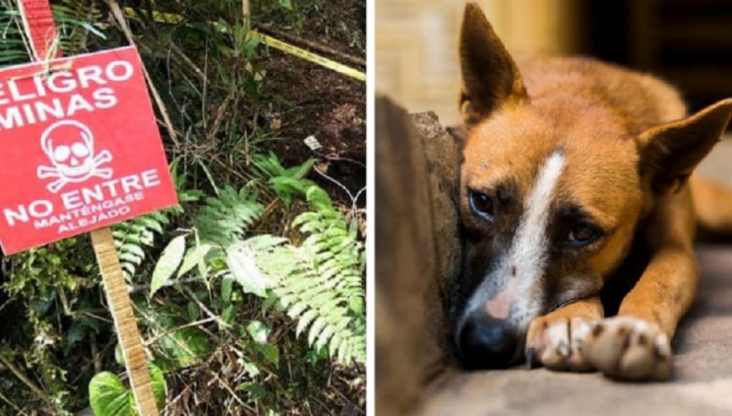 Perro muere y su pequeño dueño de 7 años queda grave al activar una mina antipersonal