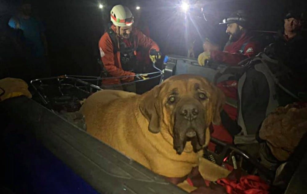 Perro obeso se cansó de caminar mientras paseaba en una montaña: Tuvo que ser rescatado 