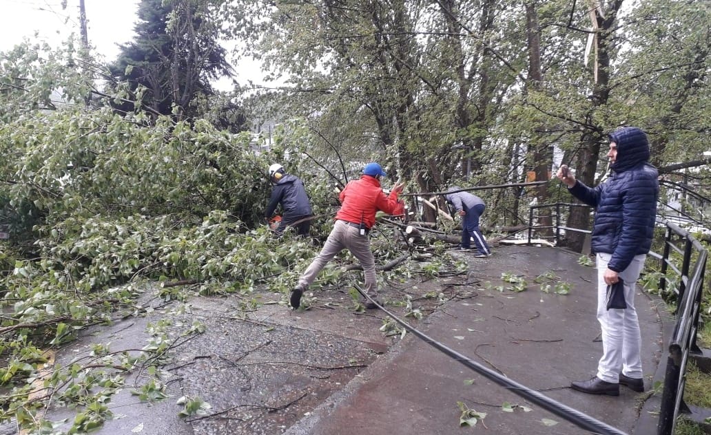 Fuerte viento arrasa con árboles y un poste en Hualqui: Comuna está sin luz