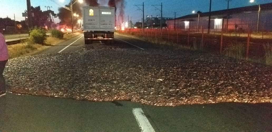 Barricada de sardinas en Coronel: Asipes acusa amenazas a su conductor