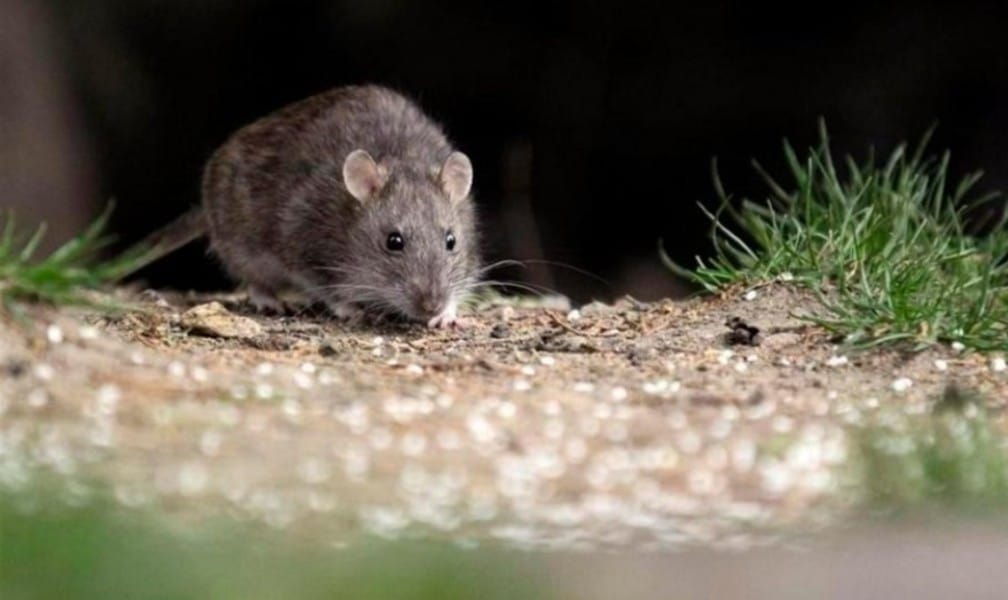 Confirman nuevo caso de Hantavirus en el Biobío: Se eleva a 7 los casos este 2019
