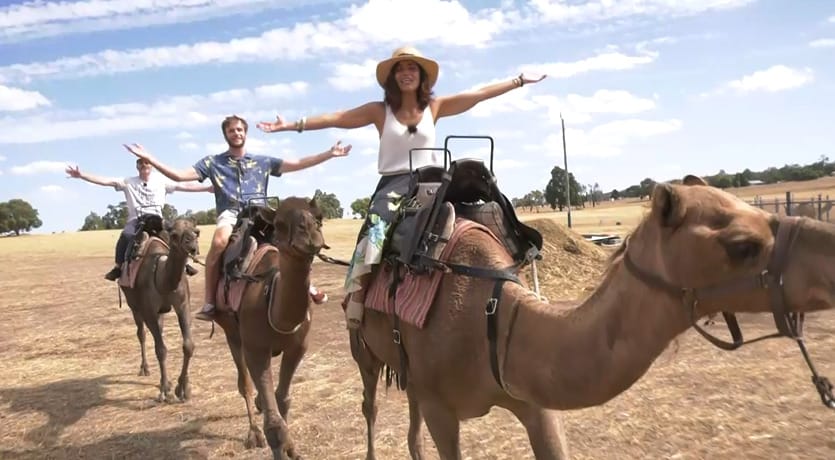 Australia sacrificará diez mil camellos en medio de una de las peores sequías que afecta al país