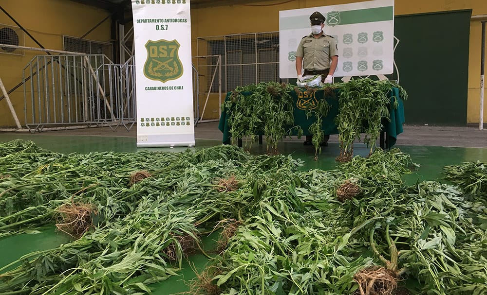 Incautan más de 60 plantas de cannabis desde un invernadero en Caleta Coliumo de Tomé