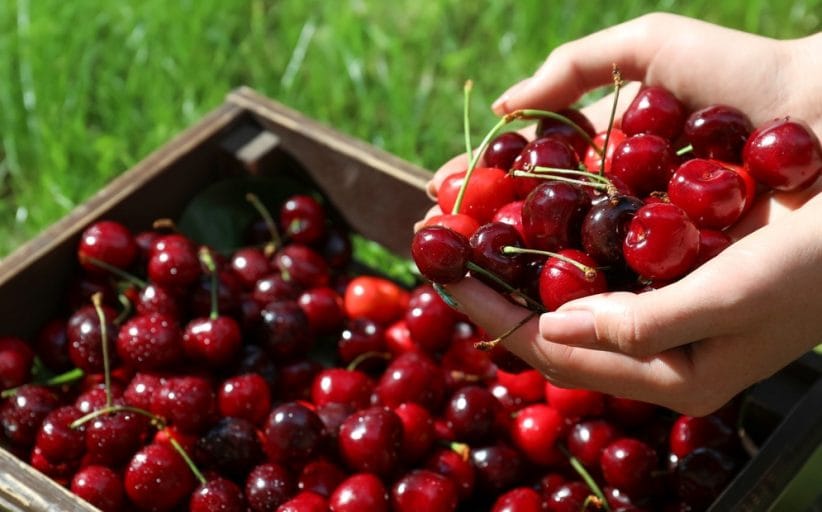 La cereza supera a la uva y se posiciona como la fruta más exportada de Chile