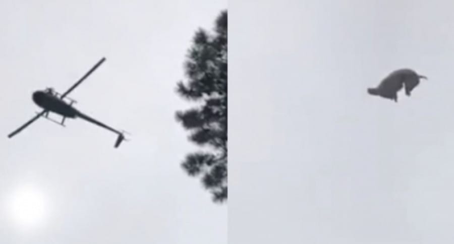 Indignación a nivel mundial: Lanzan animal desde un helicóptero hacia una piscina en Uruguay
