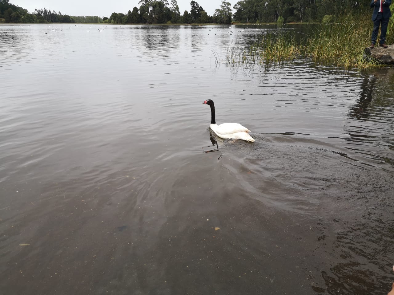 Liberaron a cisne de cuello negro en Laguna Grande de San Pedro de la Paz