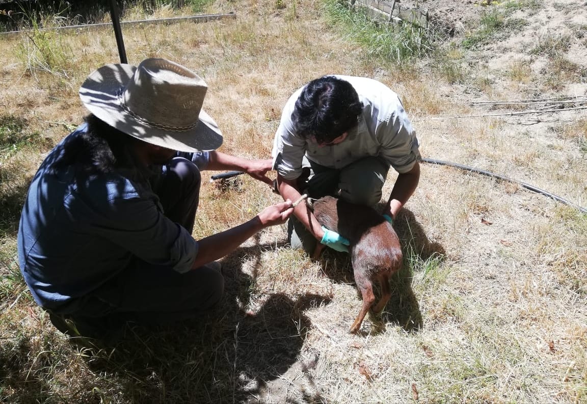 Registran momento en que pudú lesionado en el cuello es liberado en Nacimiento