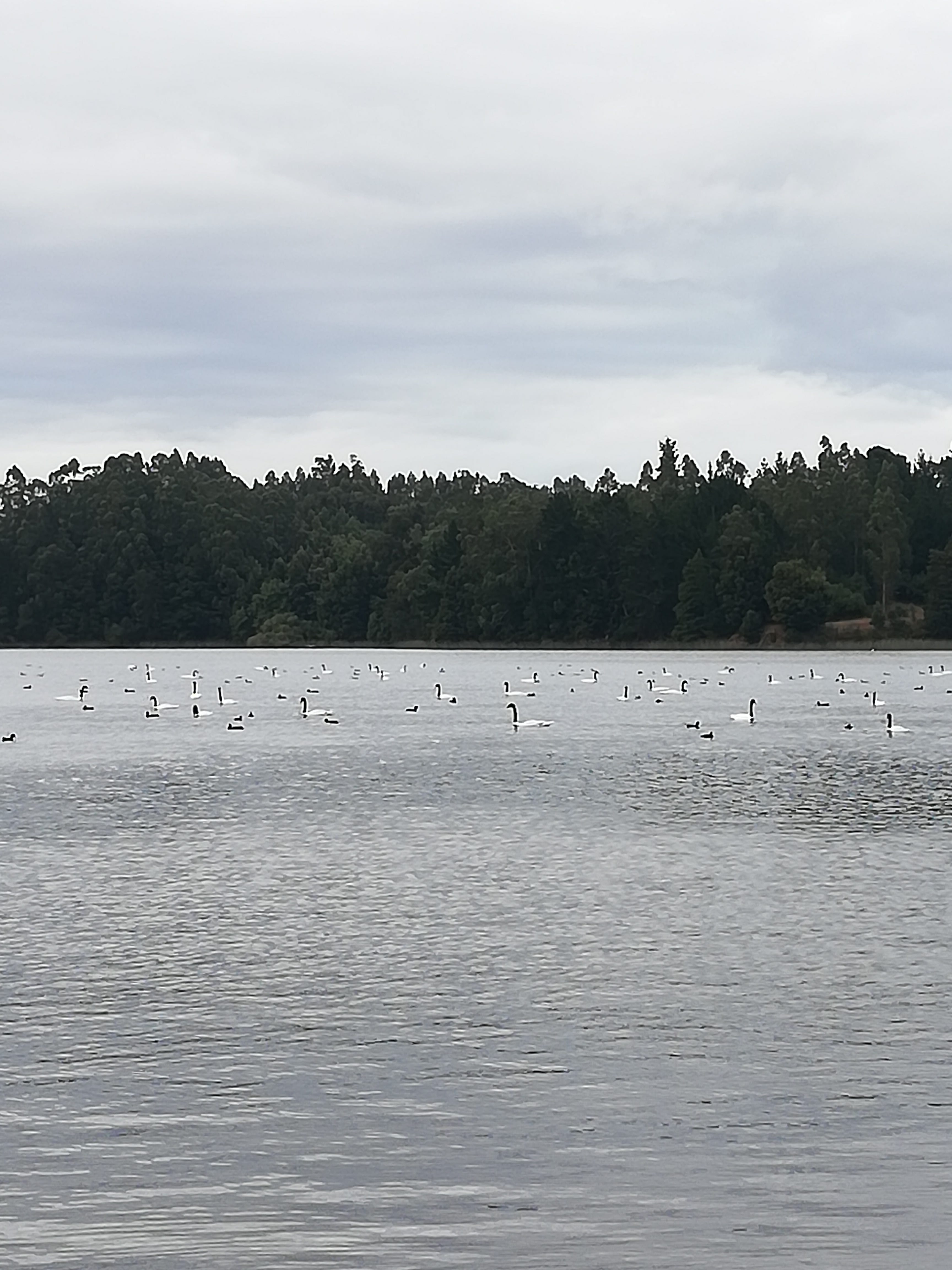 Declaran Santuario de la Naturaleza al Humedal Los Batros y Laguna Grande de San Pedro de la Paz