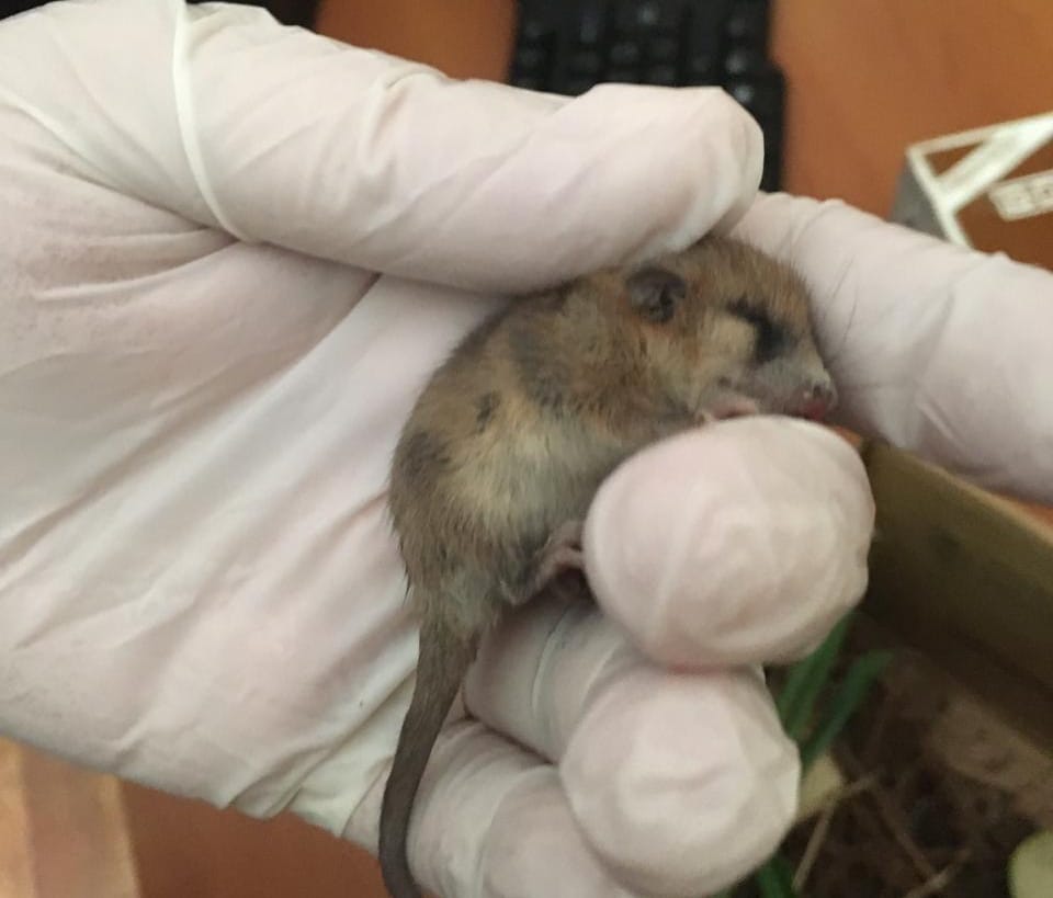 Monito del monte rescatado fue trasladado al Centro de Rescate de la UdeC en Chillán