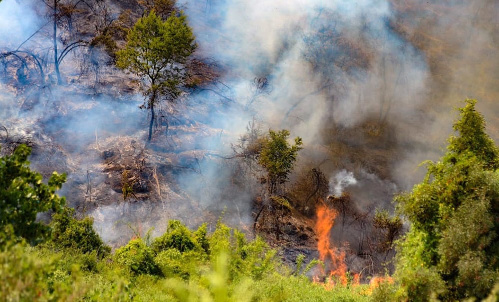 Incendio forestal en Reserva Nonguén se encuentra contenido y sin avance