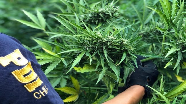 Dueña de terreno denunció la plantación de marihuana en su predio sin su consentimiento