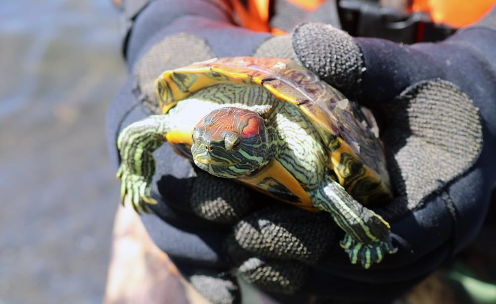 Alerta en San Pedro de la Paz: Tortugas amenazan ecosistema de la Laguna Grande