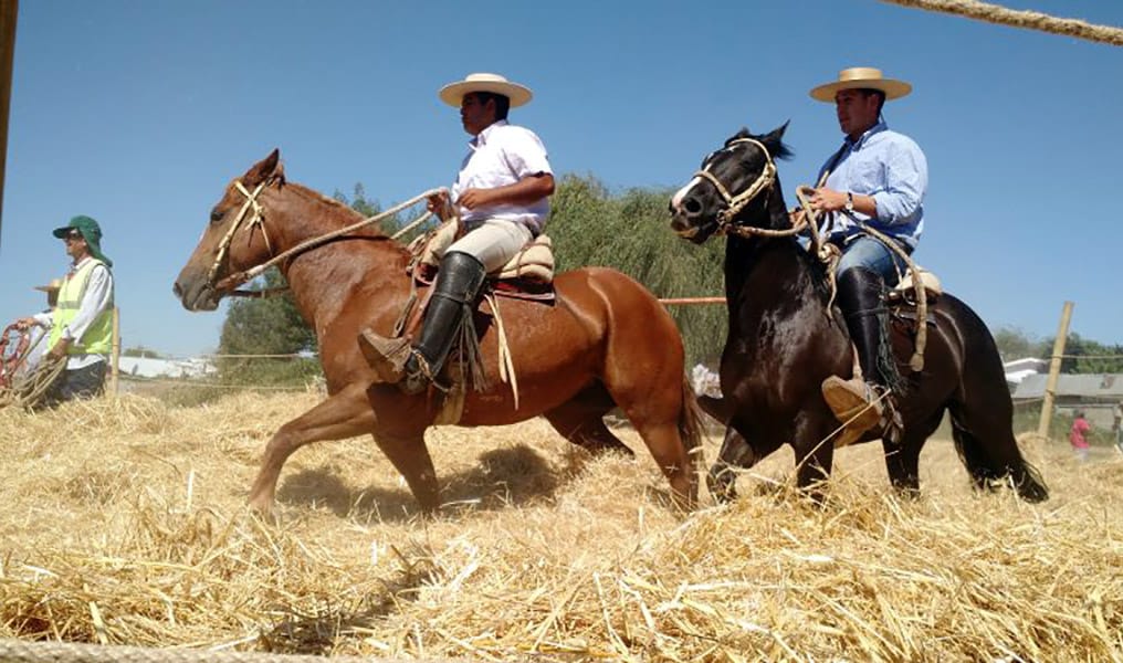 Gran panorama: Este fin de semana es la Fiesta Trilla a Yegua Suelta en Santa Juana
