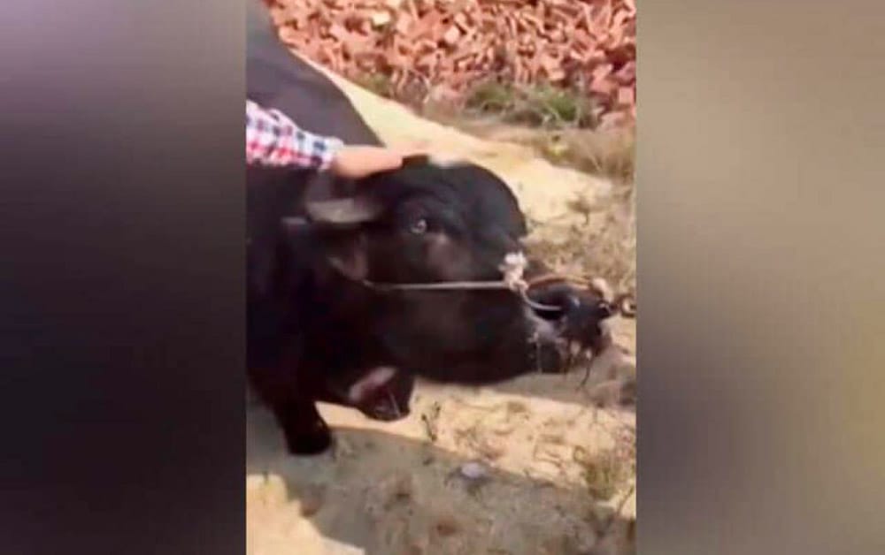 Vaca preñada lloró y se arrodilló para que no la mataran: Motivó campaña en internet