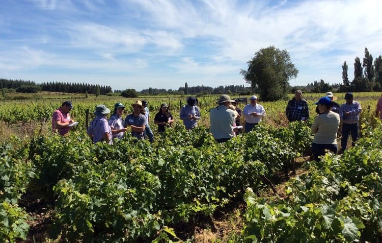Viñateros del Biobío participaron de Comité de Vinificación en Talca