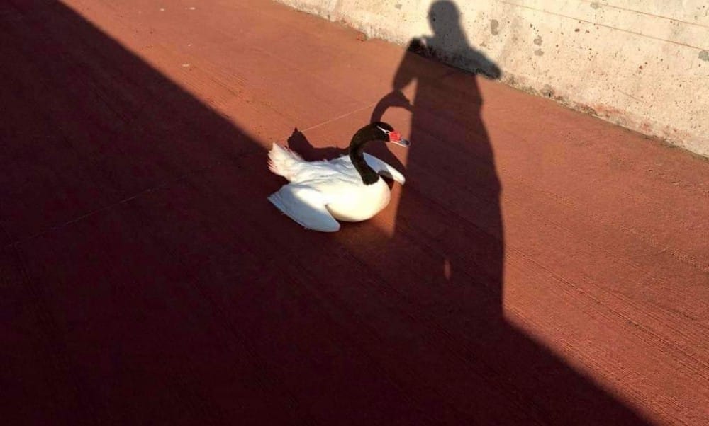 Rescatan a cisne de cuello negro desde el puente Bicentenario en Concepción