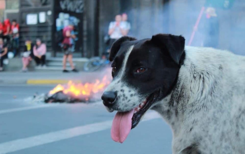 Ternura generó “marcha falsa” para llevar a perro símbolo de manifestaciones al veterinario