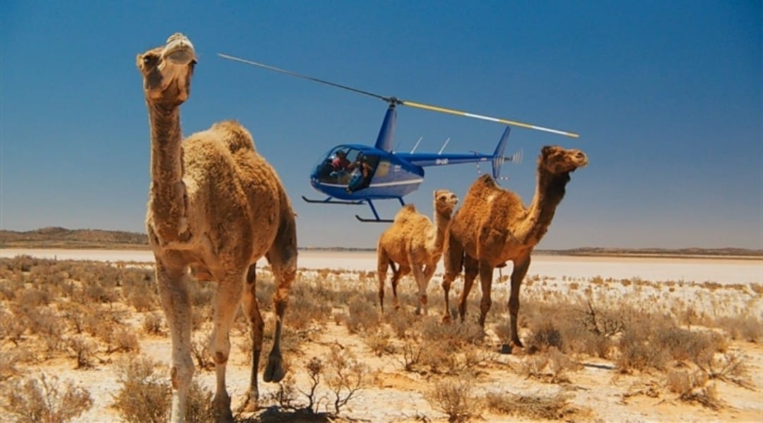Francotiradores mataron a 5 mil camellos en Australia