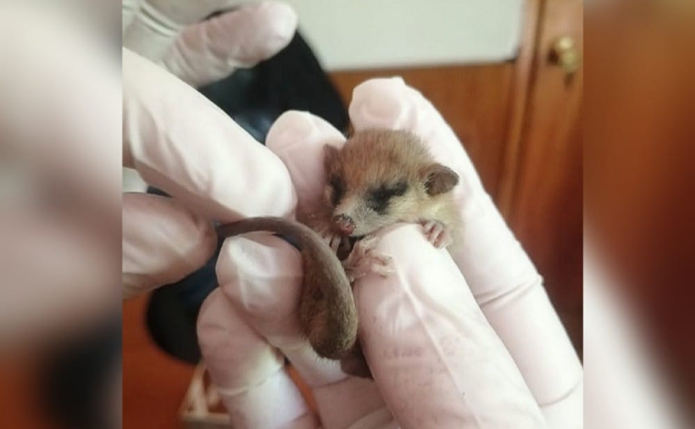 Rescatan de las llamas a cría de Monito del Monte en Reserva Nacional Nonguén