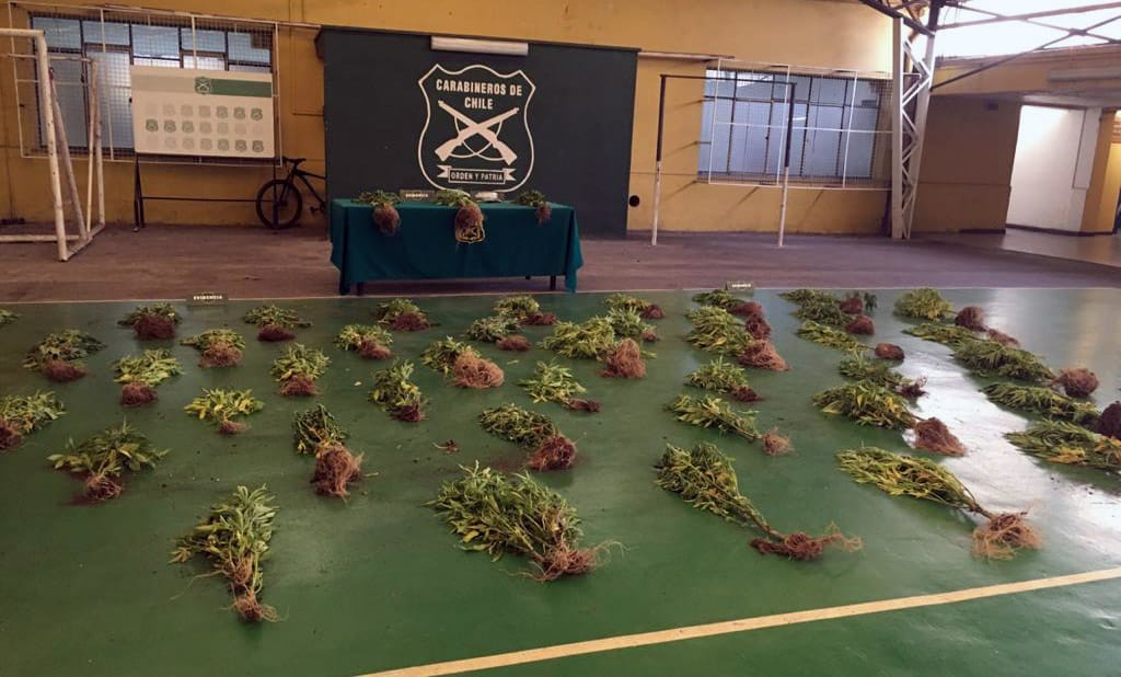 Con dron descubren plantación de marihuana en sector de Rafael en Tomé