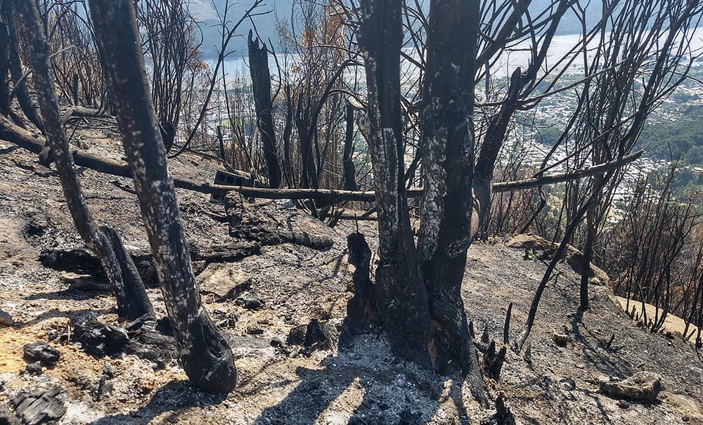 Alcalde de Chiguayante exige al Gobierno Regional declarar en emergencia al Cerro Manquimávida