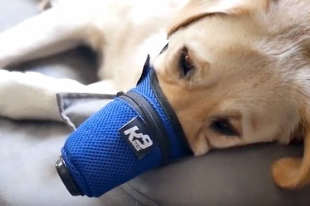 La primera mascota contagiada: Perro da positivo al coronavirus y es puesto en cuarentena