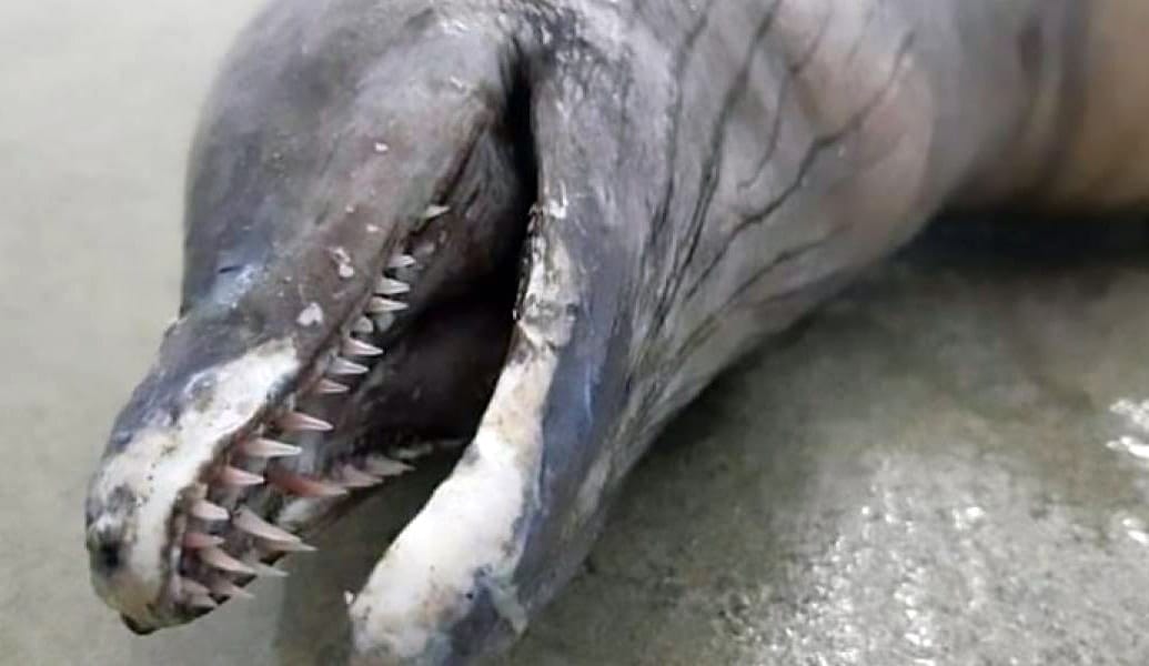 Sin ojos y dientes filosos: Encuentran extraña criatura parecida a un delfín en concurrida playa