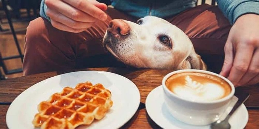 Inauguran innovadora cafetería en Concepción a la cual podrás llevar a tu mascota