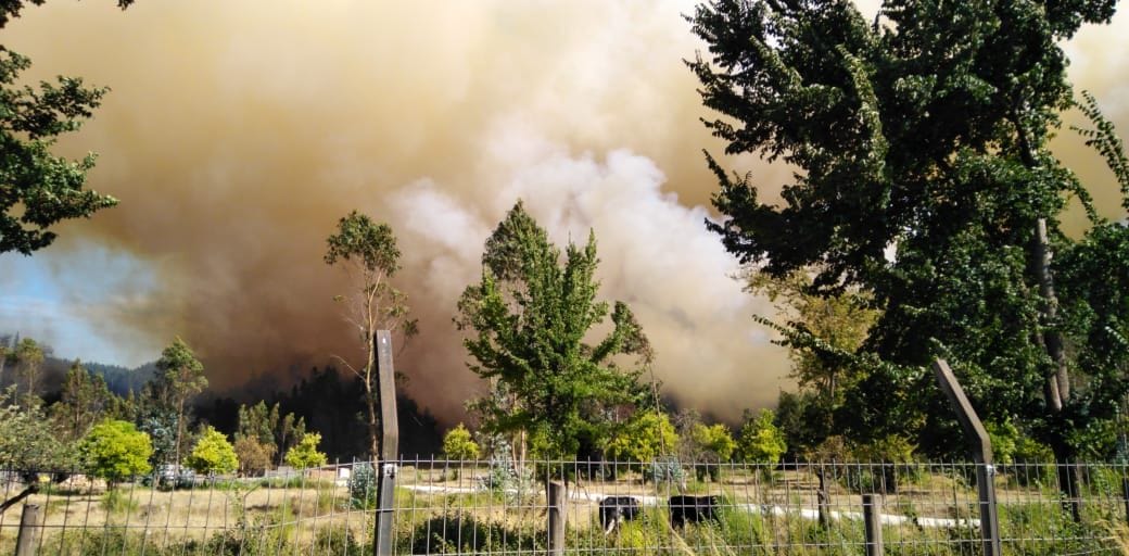Incendios forestales afectan a las comunas de  Hualqui y Tomé