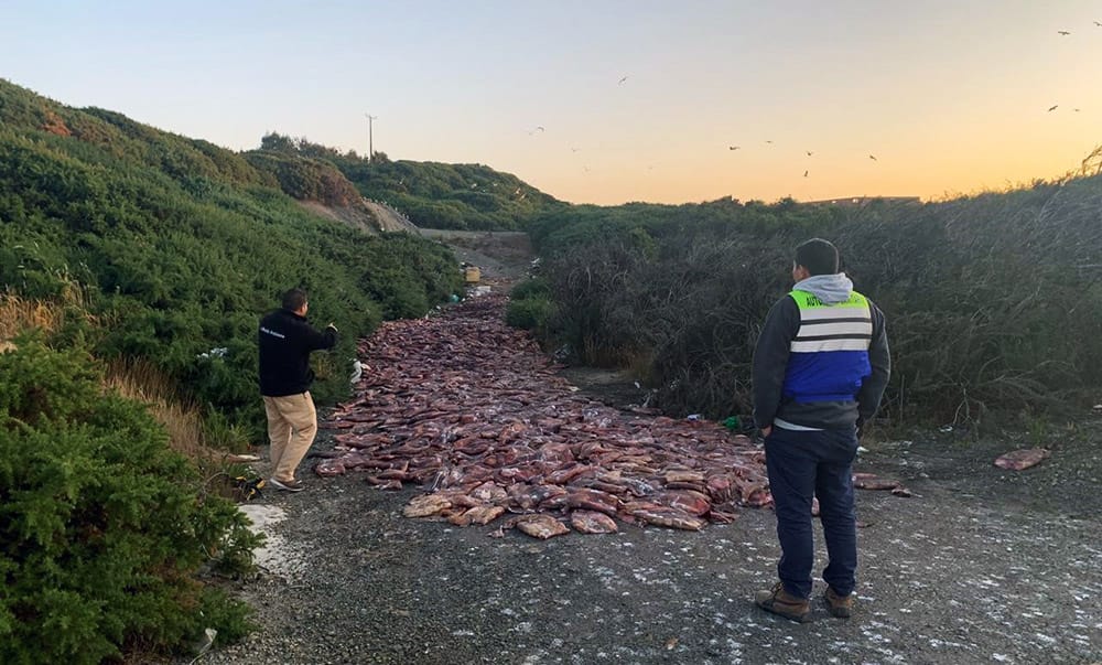 Botan ilegalmente 14 toneladas de jibia en sitio eriazo de Lebu: Salud investiga el hecho