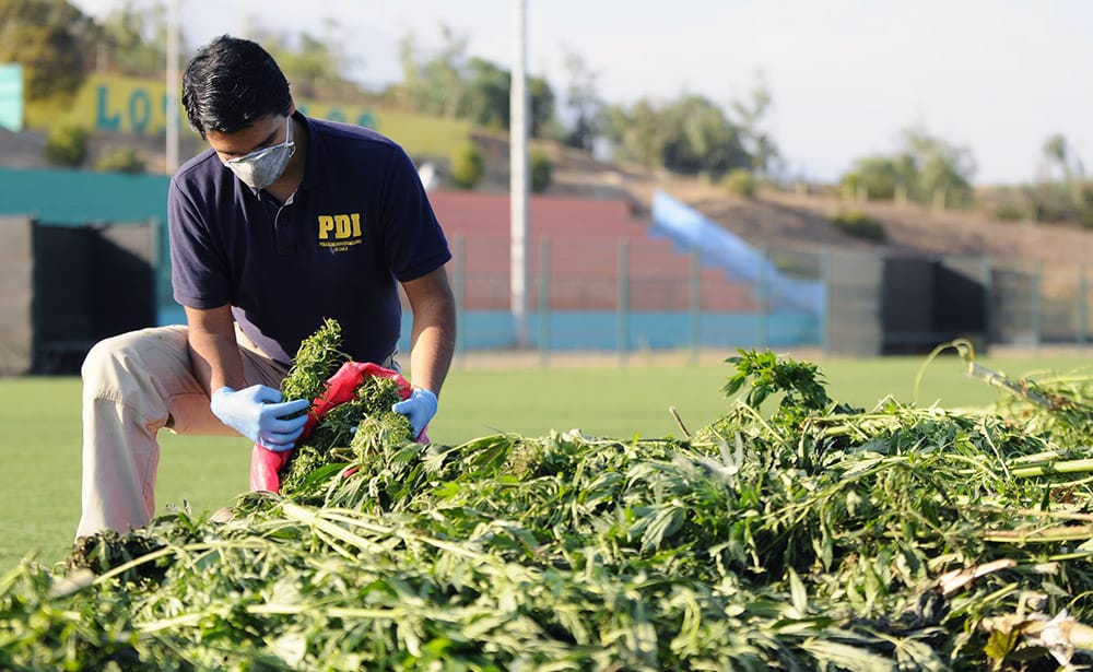 Incautan plantas de marihuana de más de un metro de altura de cultivo indoor en San Pedro de la Paz