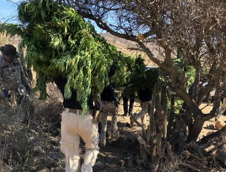 Plan Cannabis 2020: PDI incauta 16 mil plantas de marihuana
