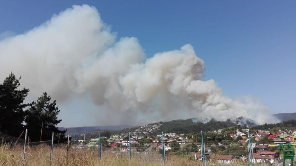 Incendio en Penco alcanza más de 20 hectáreas arrasadas por las llamas