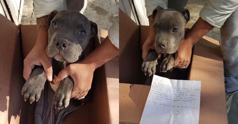 Niño dio a su mascota en adopción para salvarlo de los maltratos de su papá