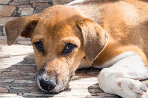 Hombre habría intentado quemar a vecina que alimentaba a perro callejero en Concepción